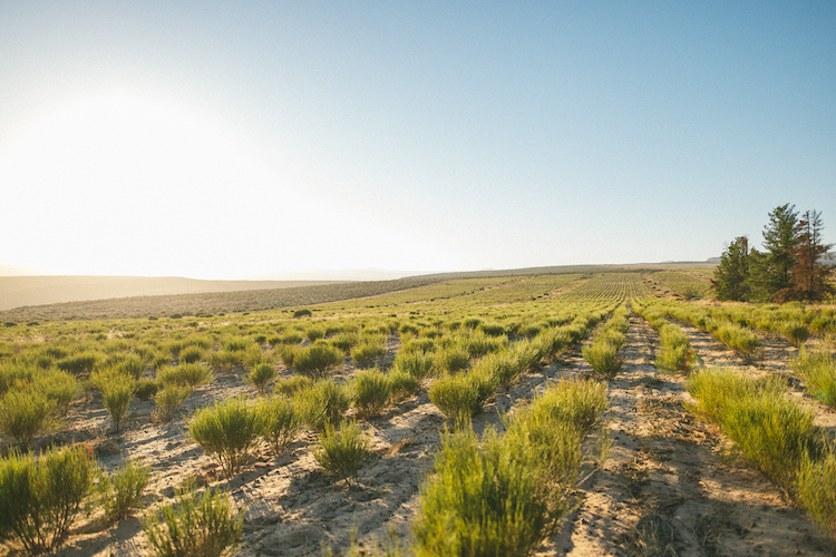 Rooibos gezond velden in cederberg zuid-afrika