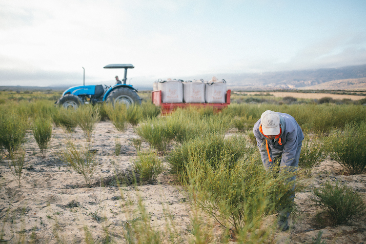 Rooibos velden in Cederberg Zuid-Afrika