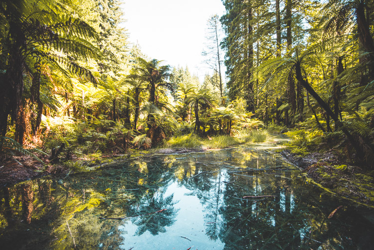 Rotorua The Redwoods poel nieuw zeeland_