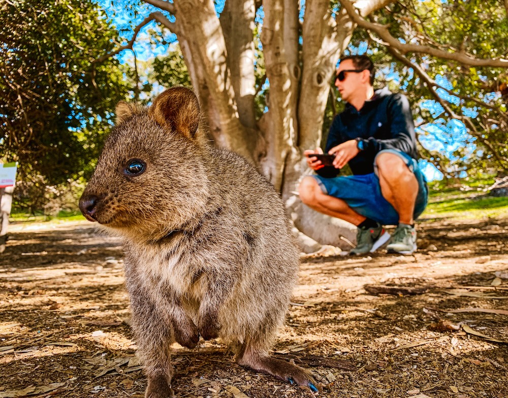 Rottnest Island quokka