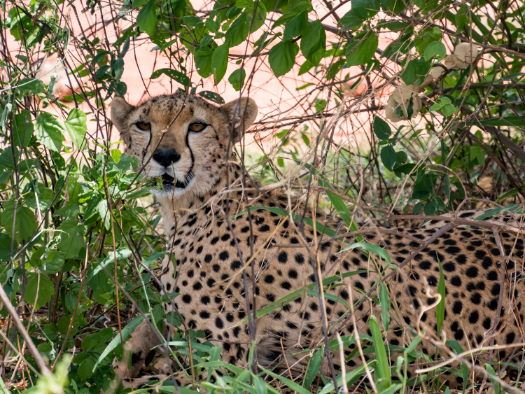 Safari Kenia Ngutuni Sanctuary National Park cheeta