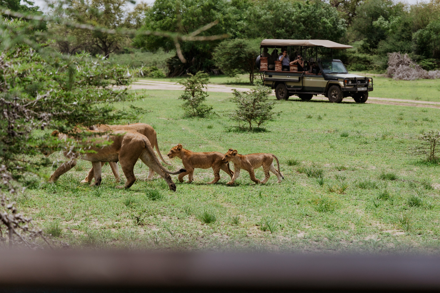 Safari Tanzania Zanzibar