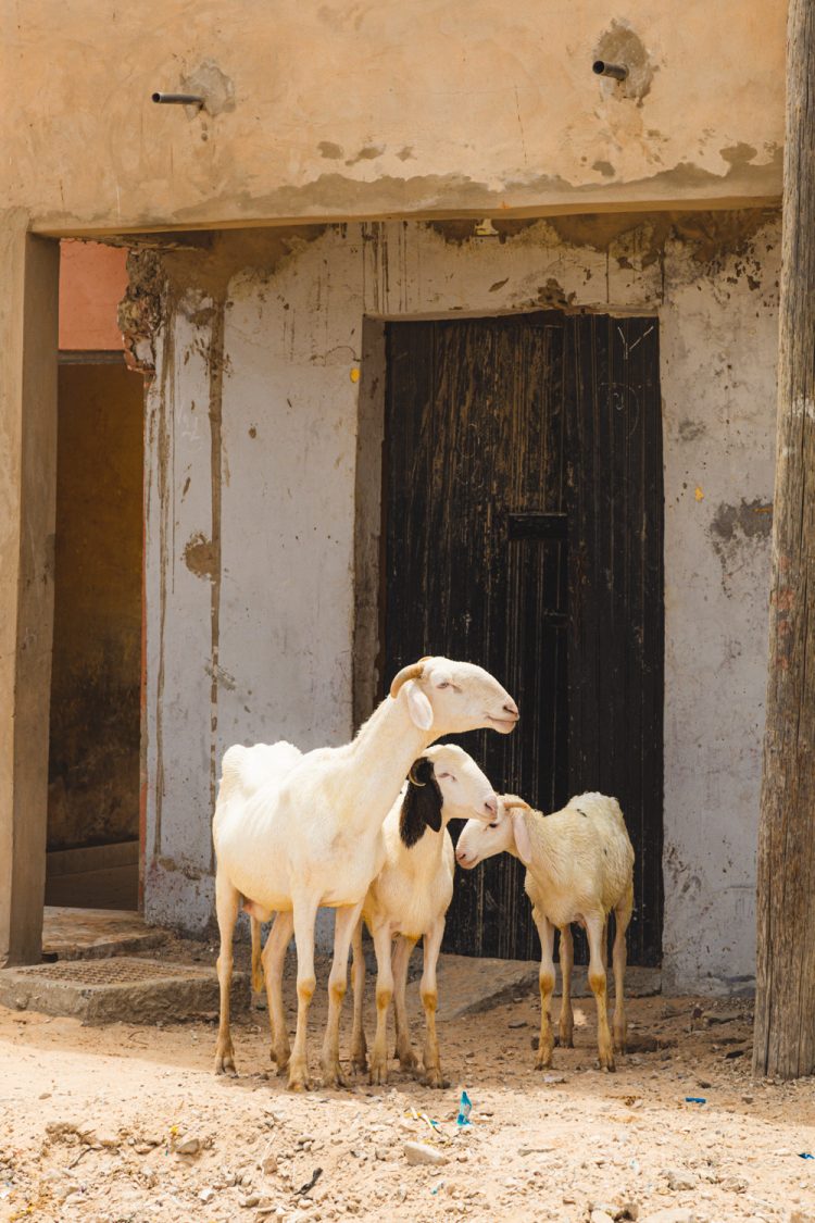 Saint Louis Reizen naar Senegal_