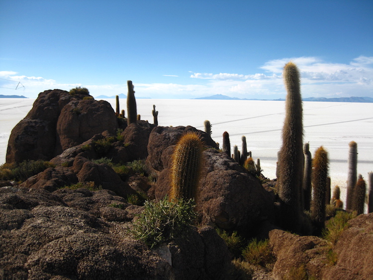 Salar de Uyuni 2 cactussen Iris Timmermans