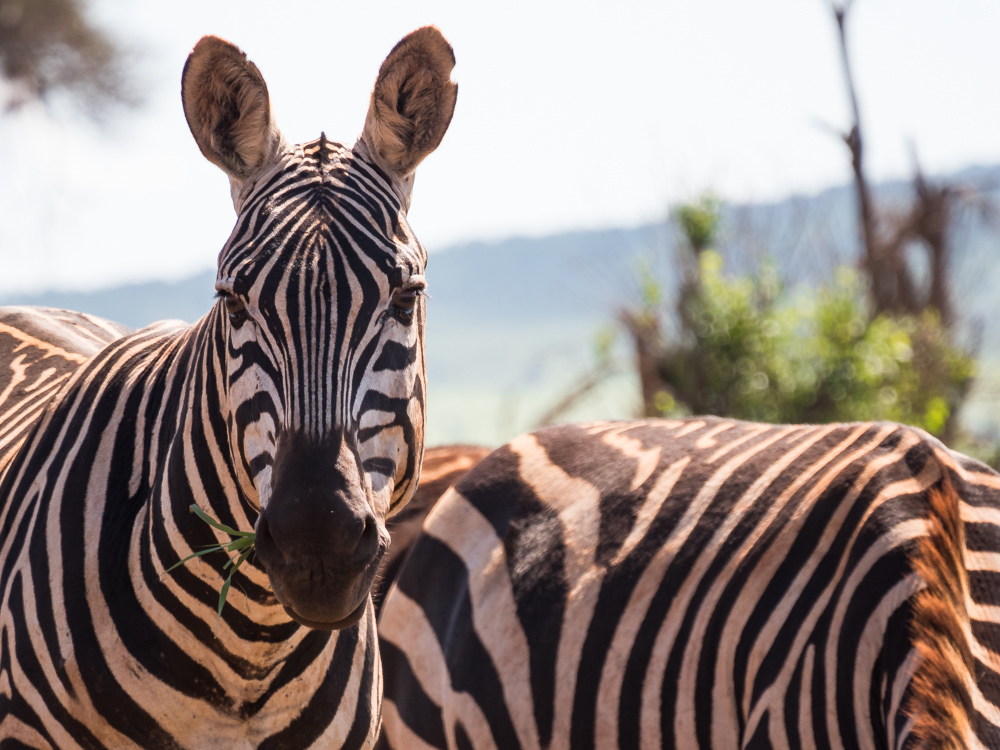 Salt-Lick-Lodge-Taita-Hills-zebras