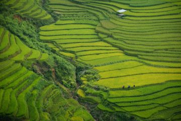 Sapa Vietnam rijtsvelden