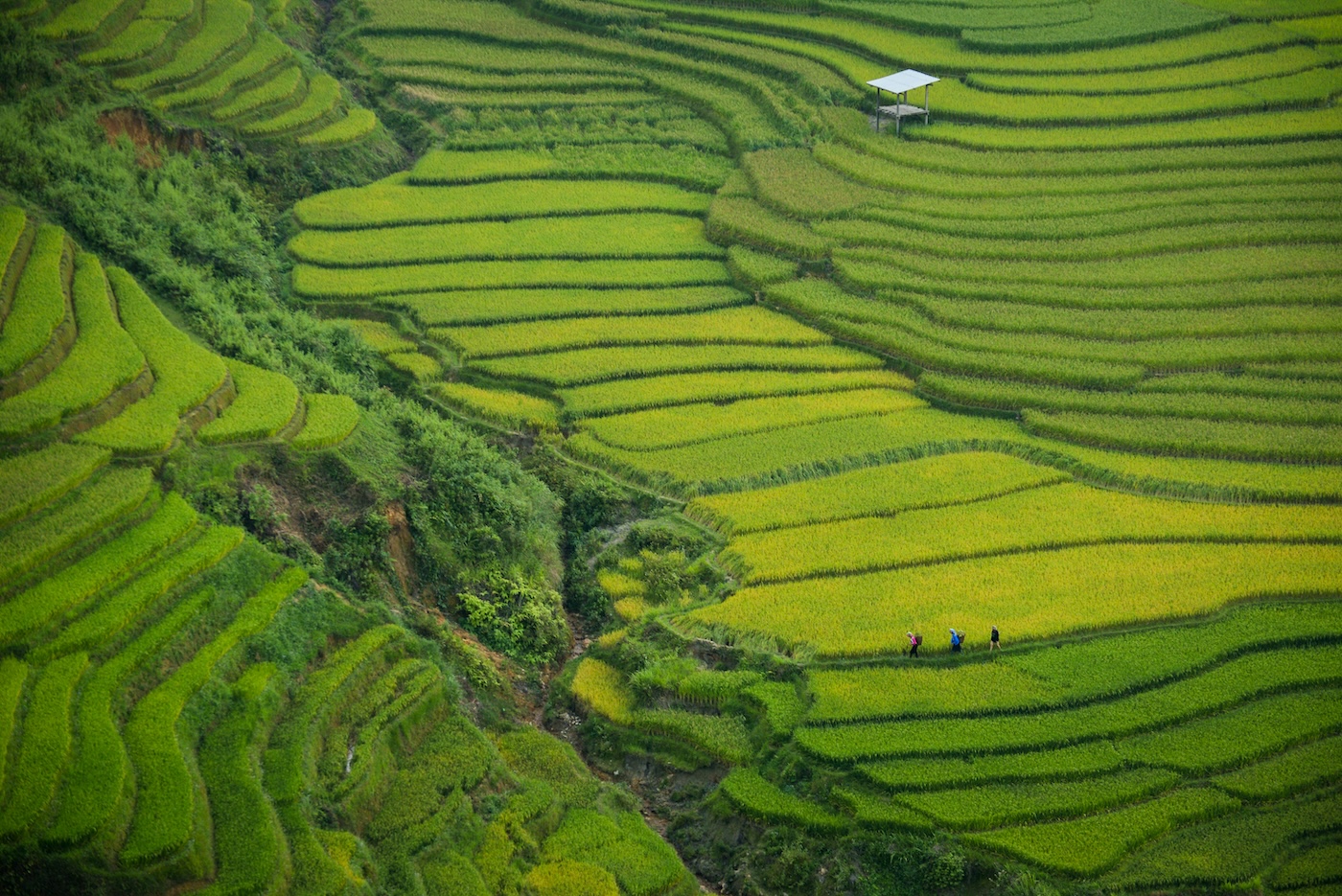 Sapa Vietnam rijtsvelden