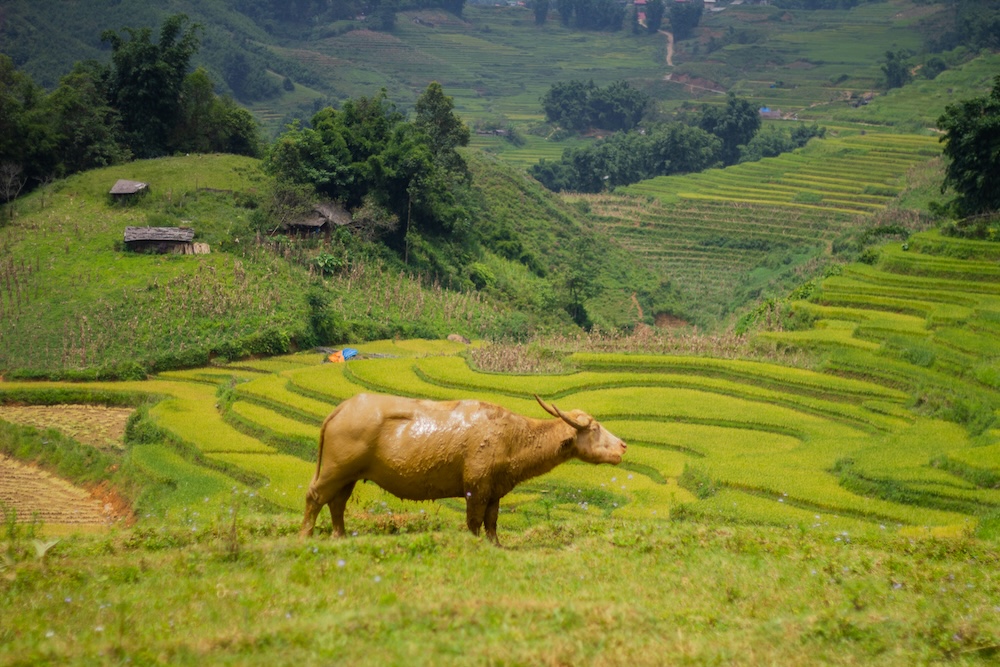 Sapa omgeving, buffalo