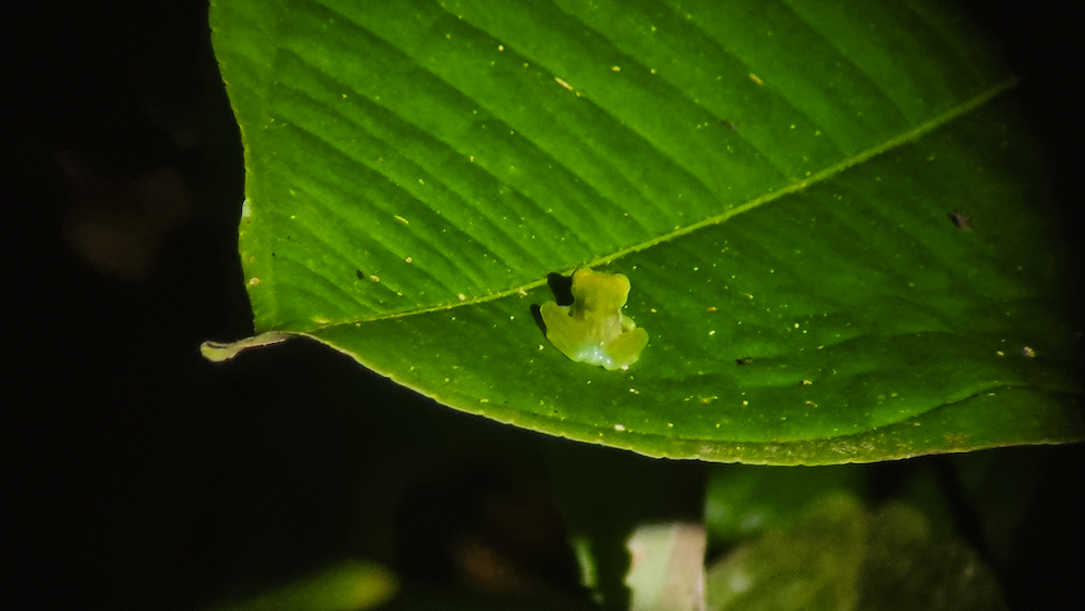 Sarapiqui jungle