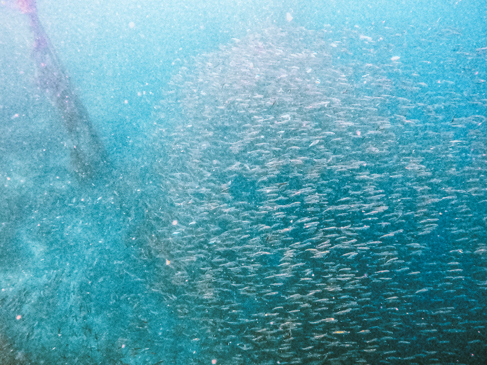 Sardine run in Moalboal