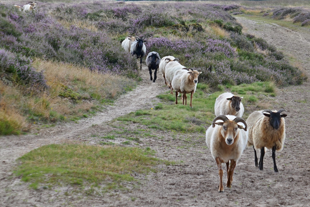 Schapen in Drenthe