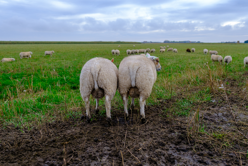 Schapen tellen texel fietsen eigen fiets