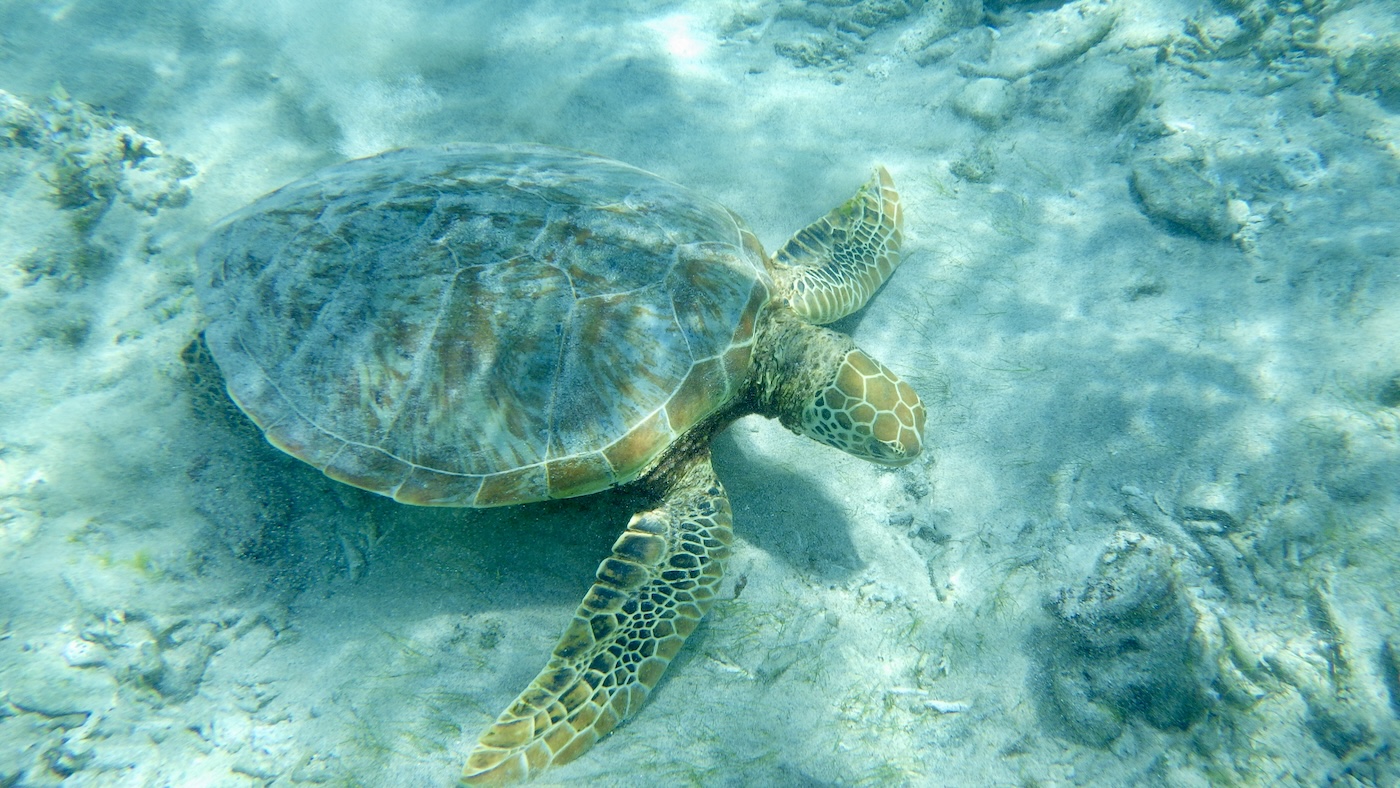 Schildpad Gili Trawangan