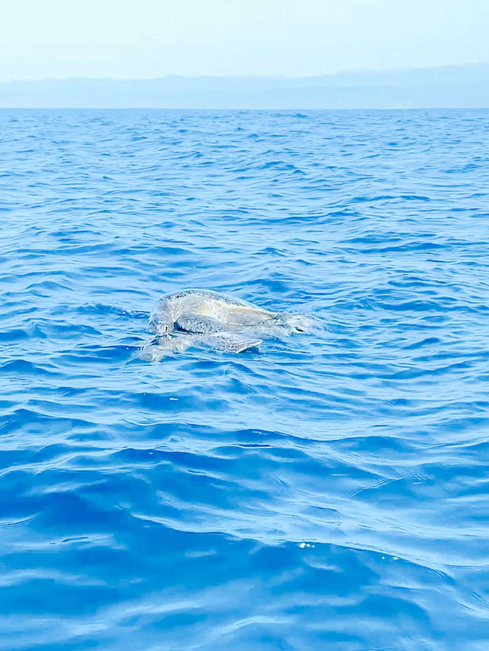 Schildpadden Puerto Escondido