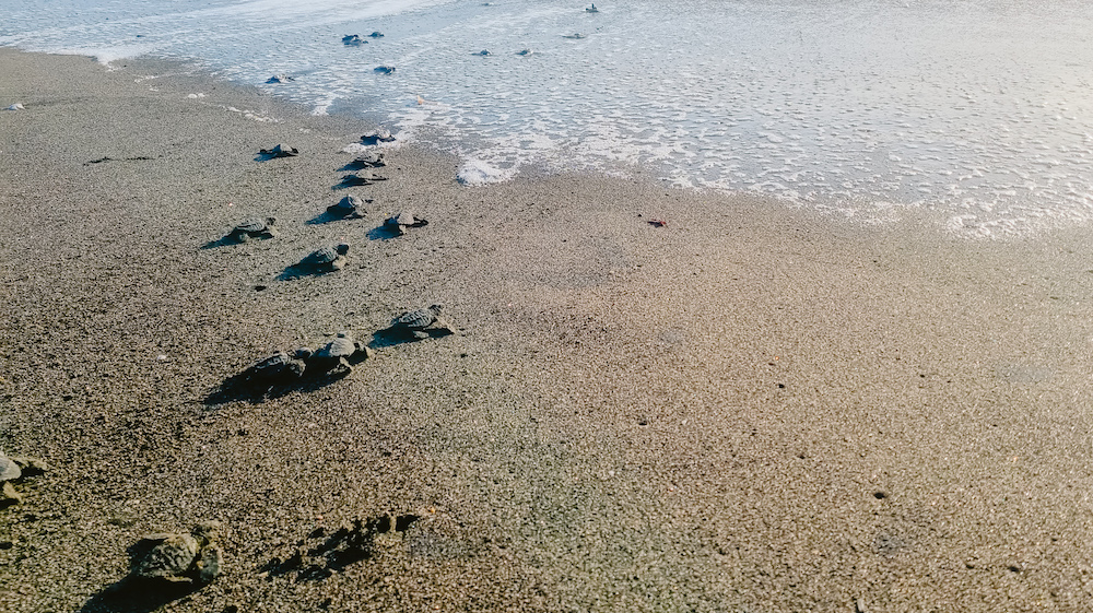 Schildpadden strand León