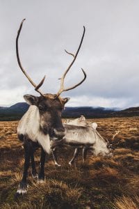 Schotland Cairngorms