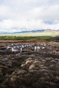 Schotland Cairngorms