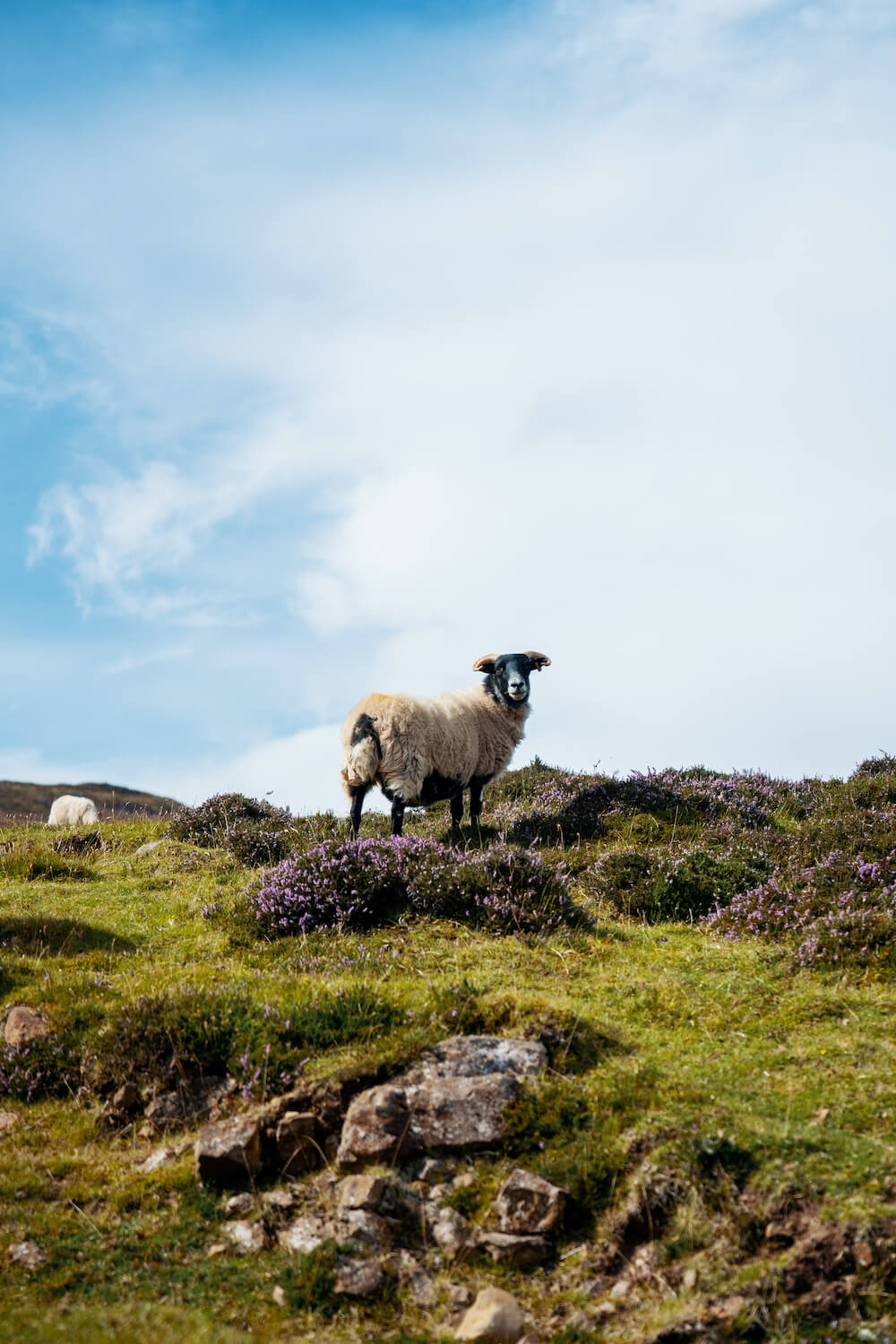 Scotland Nomads natuur