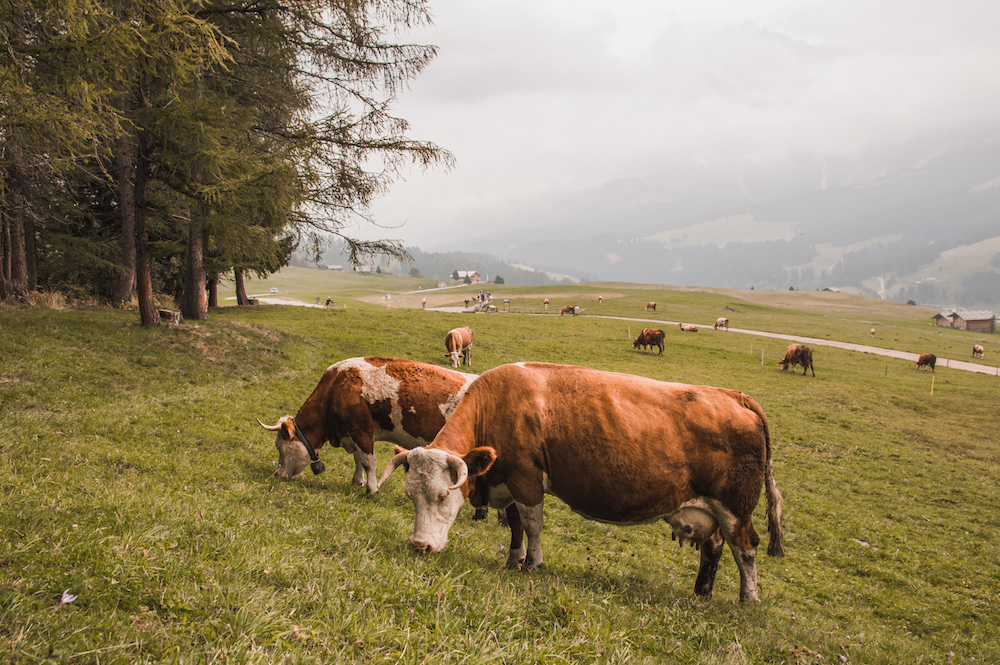 Seiser Alm beesten dolomieten