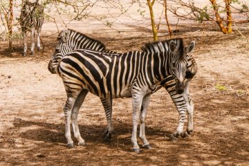 Senegal safari