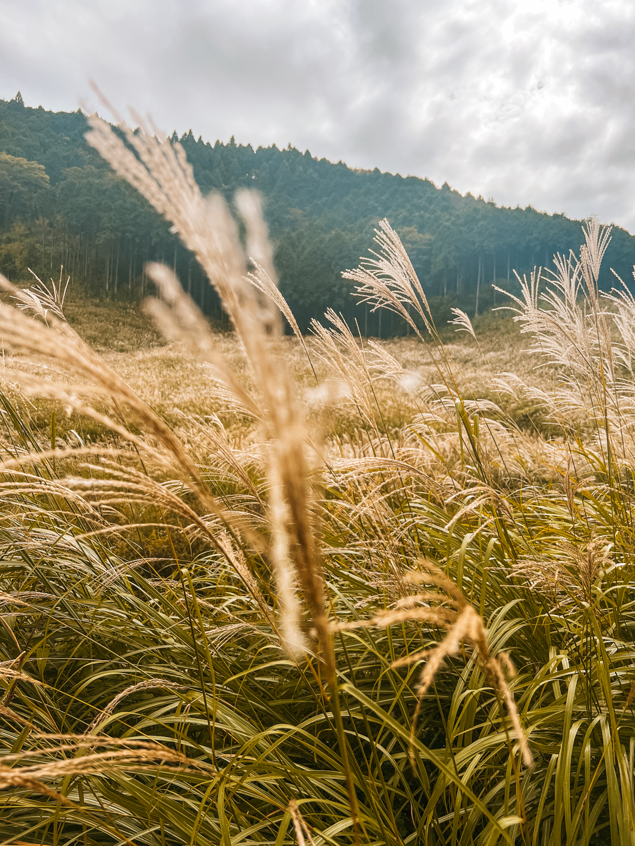 Sengokuhara Susuki Grass Fields hakone