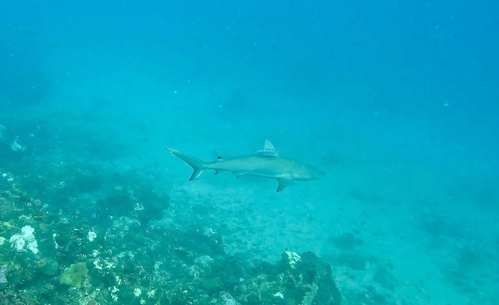 Shark Little corn Island