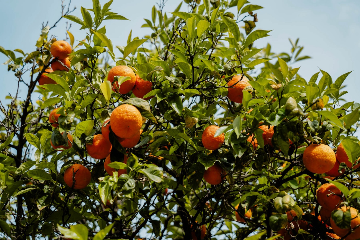 Sinaasappelbomen Valencia