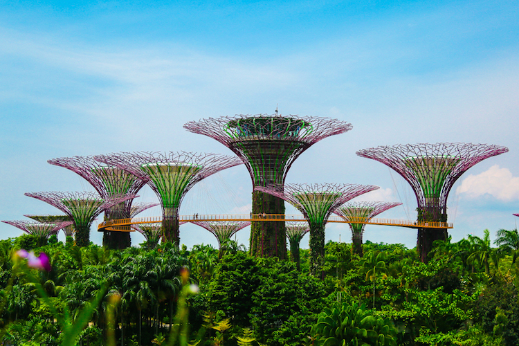 Singapore trees overdag