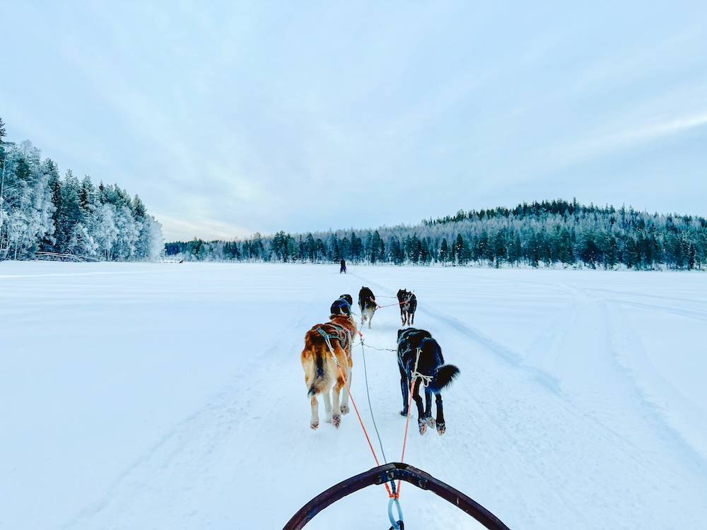 Sledehondentocht in lulea