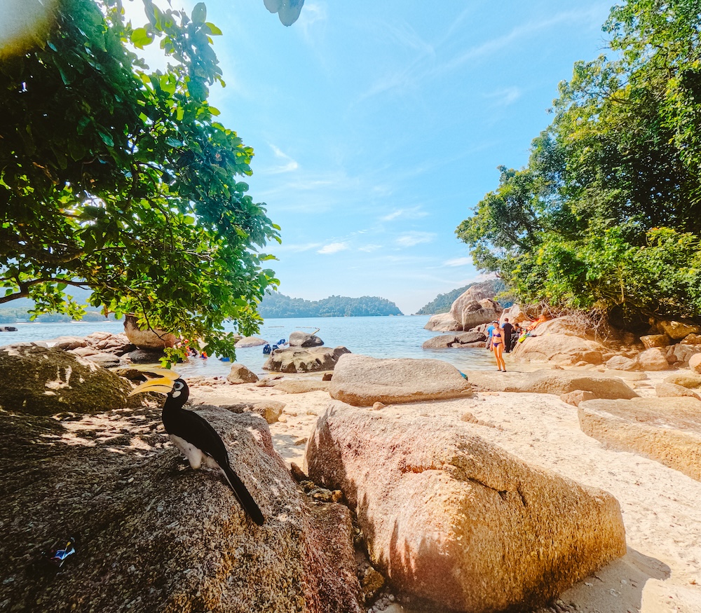 Snorkelen Giam Island hornbill