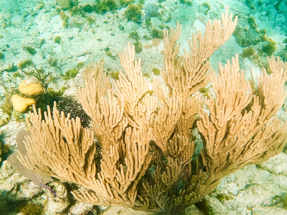 Snorkelen Little Corn Island