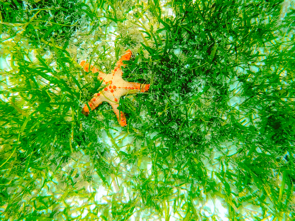 Snorkelen Malapascua