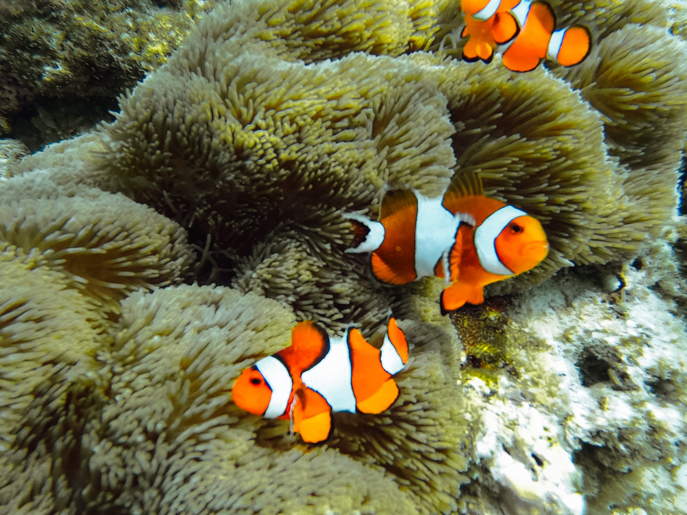 Snorkelen en duiken, El Nido