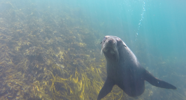 Snorkelen nieuw zeeland tips