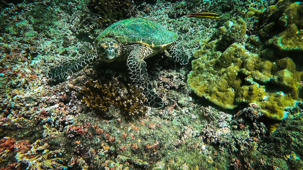 Snorkelen in Puerto Viejo