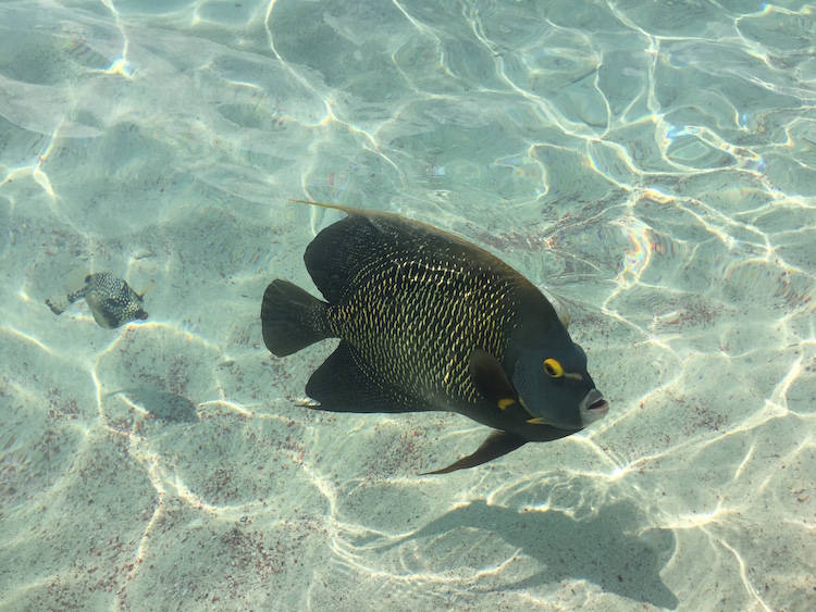 Snorkelen op Bonaire Wayaka