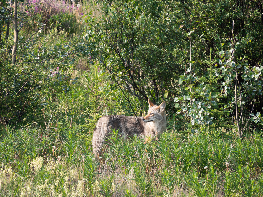 Wildlife south canol road yukon