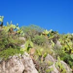 Strand sicilie cactussen spotten