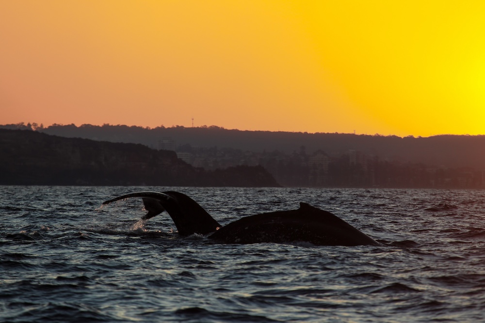 Sydney bezienswaardighede, walvis spotten