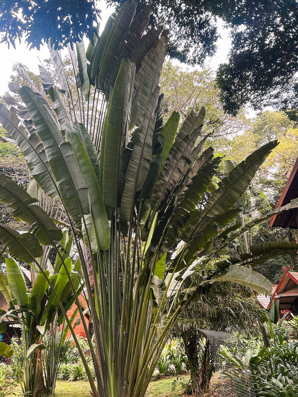 kuala tahan Taman Negara bananenplant