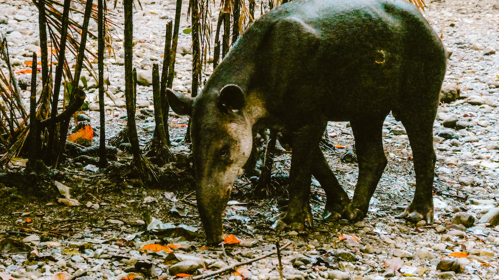 Tapir