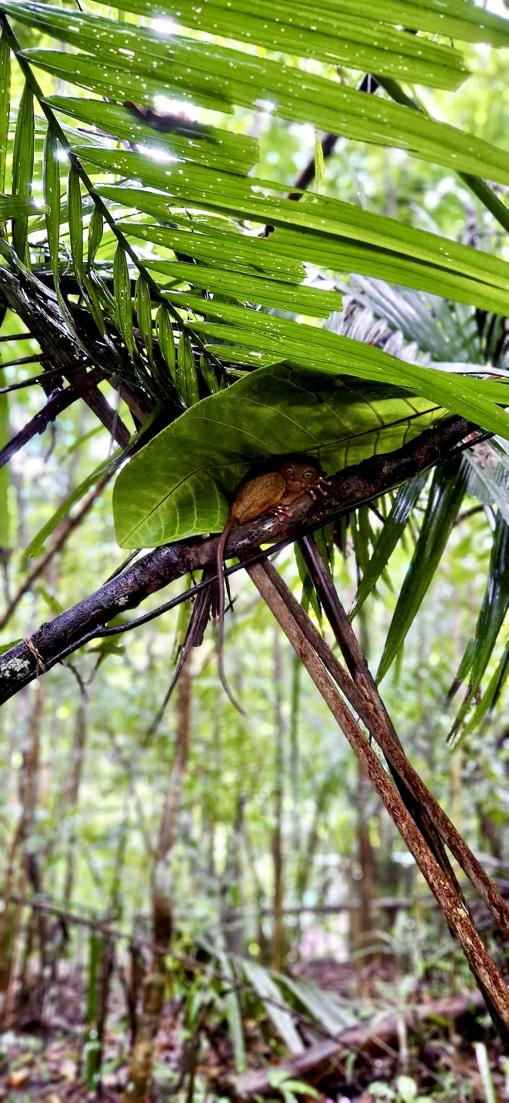 Tarsier in een boom