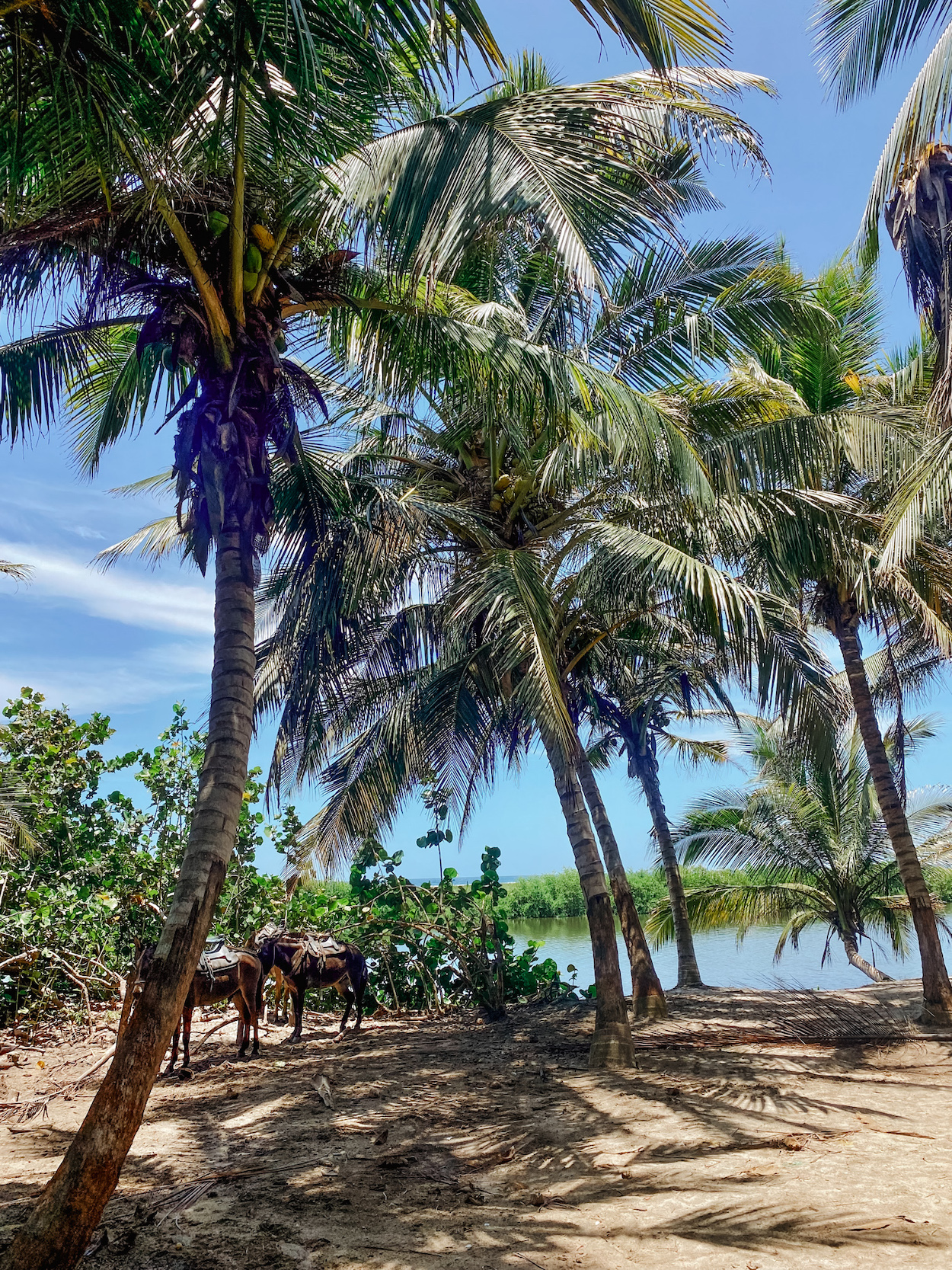 Tayrona Park 5