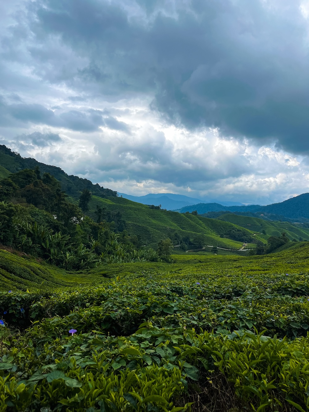 Theeplantage Cameron Highlands