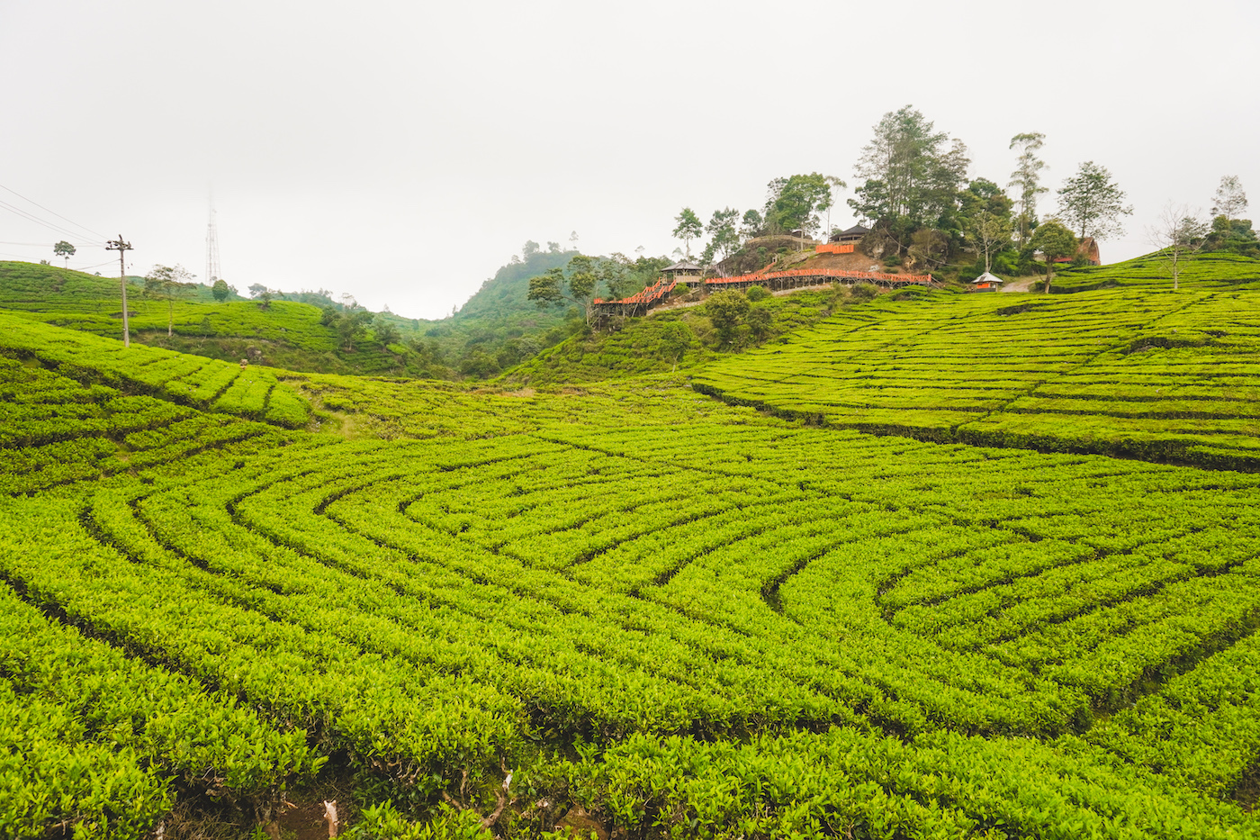 Theeplantages Bandung