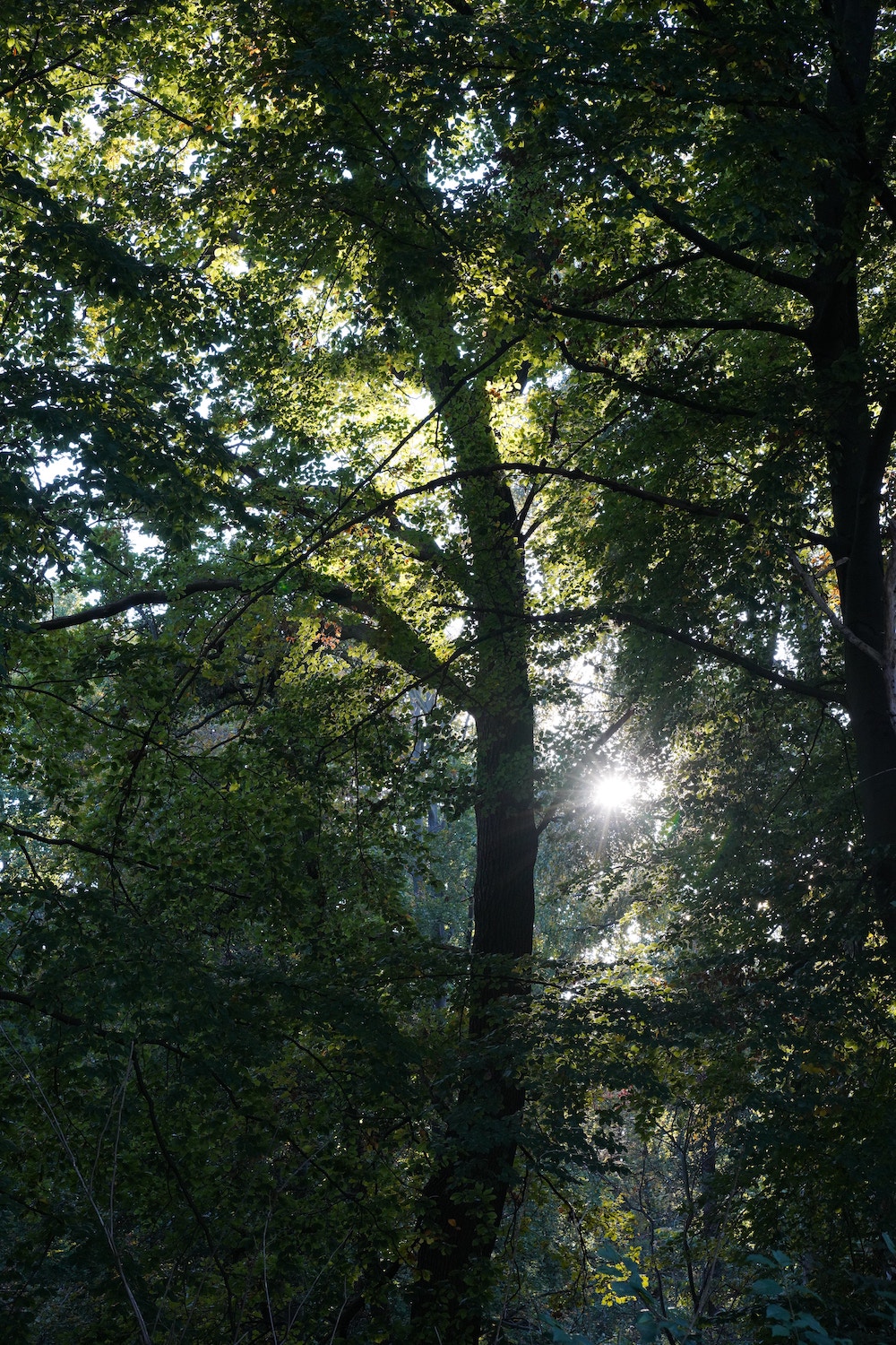 Tiergarten Berlijn