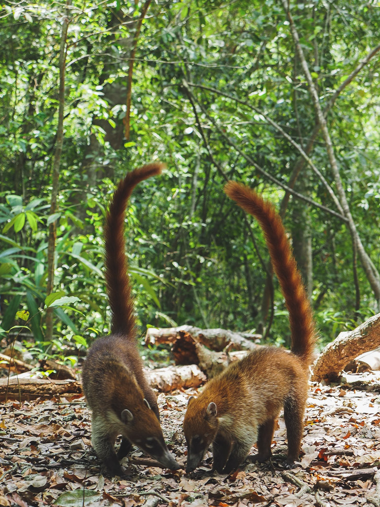 Tikal Guatemala jungle dieren-2