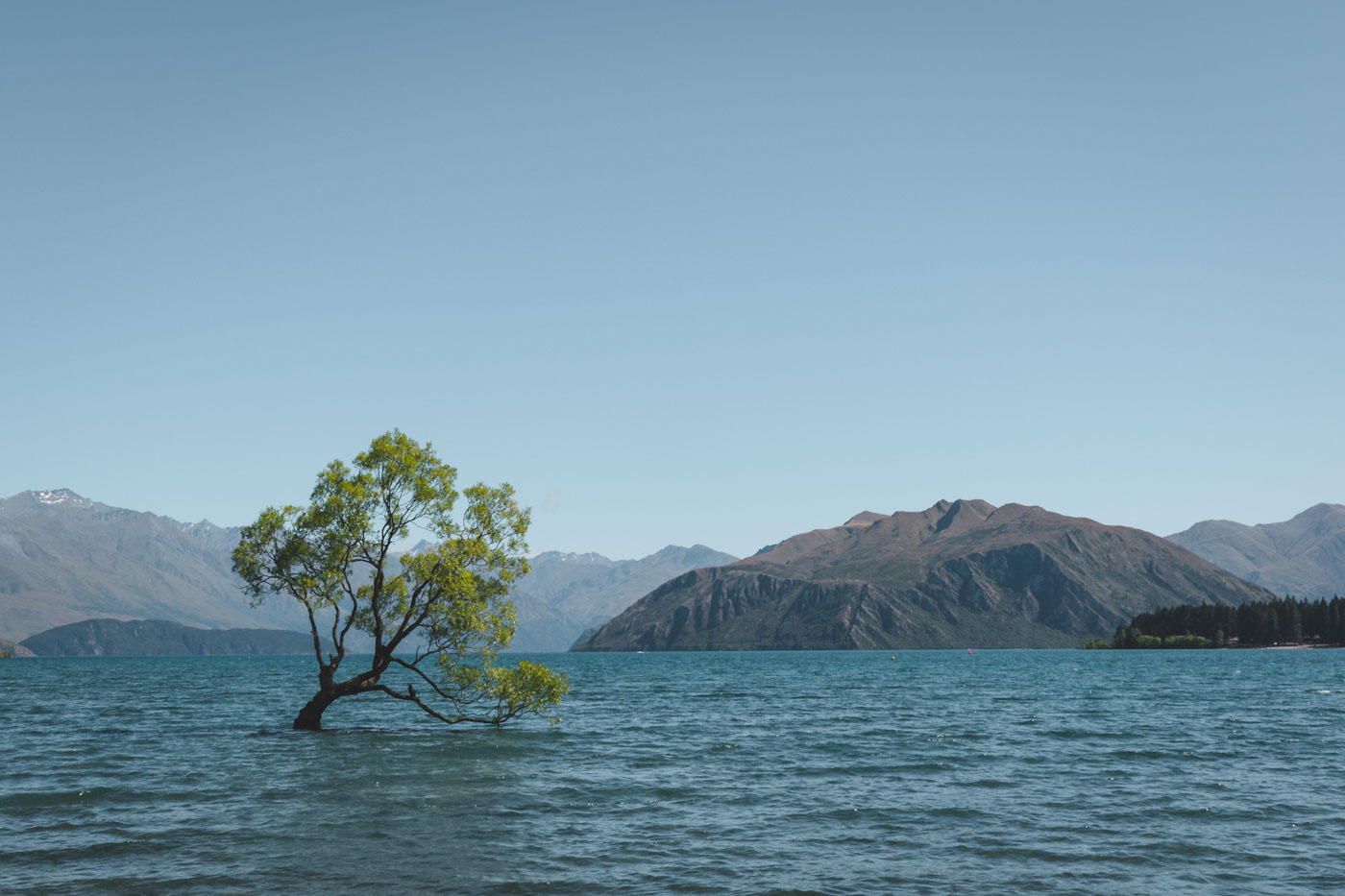 Top 10 Nieuw Zeeland Zuidereiland Wanaka Tree