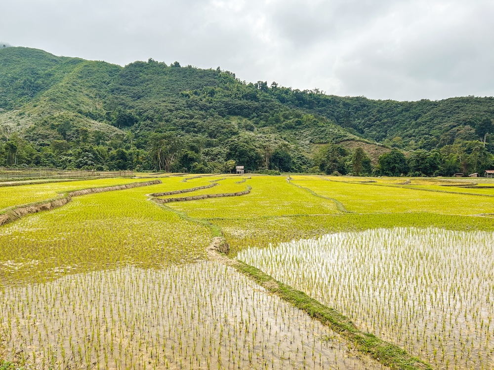 Tour rijstvelden Laos