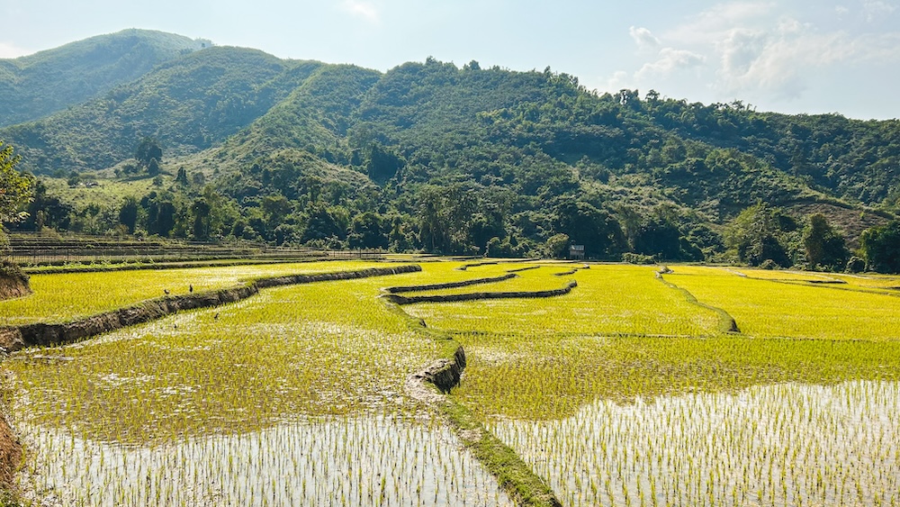 Tour rijstvelden, Nong Khiaw